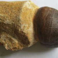 De grootte van deze fossiele mosasaurus tand (meerdere Globidens, met wortel) is 8.0 cm. Het fossiel is gevonden in een fosfaatmijn in Marokko en stamt uit het Boven-Krijt (Maastrichtien, 72–66 miljoen jaar geleden).