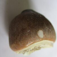 De grootte van deze fossiele mosasaurus tand (Globidens) is 3.0 cm. Het fossiel is gevonden in een fosfaatmijn in Marokko en stamt uit het Boven-Krijt (Maastrichtien, 72–66 miljoen jaar geleden).