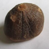 De grootte van deze fossiele mosasaurus tand is 3.0 cm.