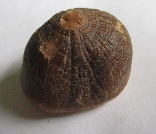 De grootte van deze fossiele mosasaurus tand is 3.0 cm.