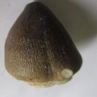 De grootte van deze fossiele mosasaurus tand is 2.5 cm.