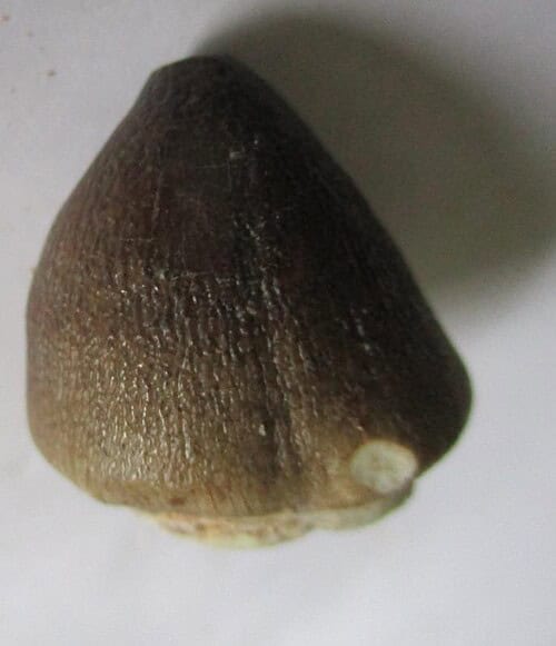 De grootte van deze fossiele mosasaurus tand is 2.5 cm.