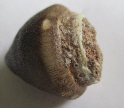 De grootte van deze fossiele mosasaurus tand is 2.5 cm.