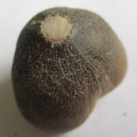 De grootte van deze fossiele mosasaurus tand (Globidens) is 3.0 cm. Het fossiel is gevonden in een fosfaatmijn in Marokko en stamt uit het Boven-Krijt (Maastrichtien, 72–66 miljoen jaar geleden).