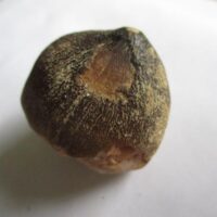 De grootte van deze fossiele mosasaurus tand is 3.0 cm.