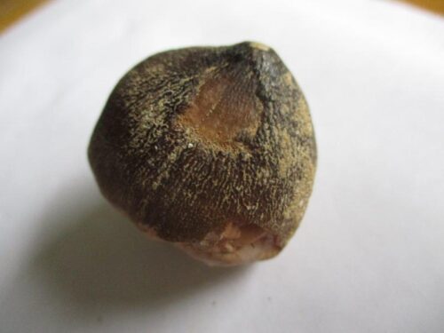 De grootte van deze fossiele mosasaurus tand is 3.0 cm.