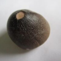 De grootte van deze fossiele mosasaurus tand (Globidens) is 2.5 cm. Het fossiel is gevonden in een fosfaatmijn in Marokko en stamt uit het Boven-Krijt (Maastrichtien, 72–66 miljoen jaar geleden).