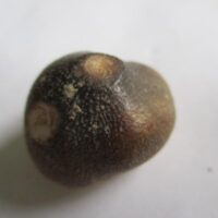 Mosasaurus Tooth (Globidens)