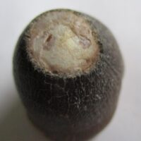 Mosasaurus Tooth (Globidens)