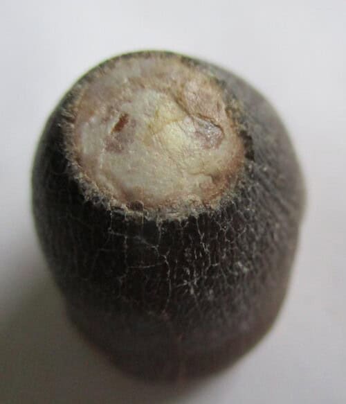 De grootte van deze fossiele mosasaurus tand (Globidens) is 3.0 cm. Het fossiel is gevonden in een fosfaatmijn in Marokko en stamt uit het Boven-Krijt (Maastrichtien, 72–66 miljoen jaar geleden).