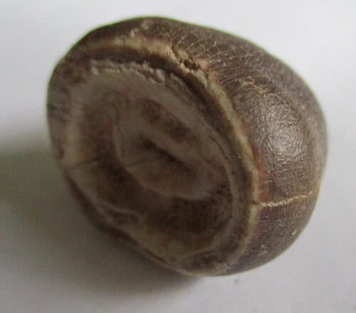 De grootte van deze fossiele mosasaurus tand (Globidens) is 3.0 cm. Het fossiel is gevonden in een fosfaatmijn in Marokko en stamt uit het Boven-Krijt (Maastrichtien, 72–66 miljoen jaar geleden).