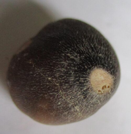 De grootte van deze fossiele mosasaurus tand (Globidens) is 2.5 cm. Het fossiel is gevonden in een fosfaatmijn in Marokko en stamt uit het Boven-Krijt (Maastrichtien, 72–66 miljoen jaar geleden).