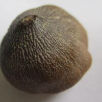 Mosasaurus Tooth (Globidens)