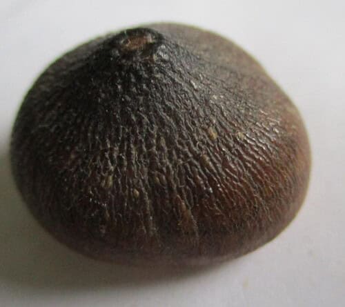 De grootte van deze fossiele mosasaurus tand is 2.5 cm.