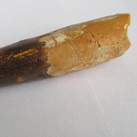 Spinosaurus Tooth