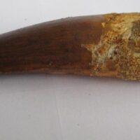 Spinosaurus Tooth