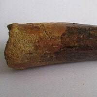 Spinosaurus Tooth