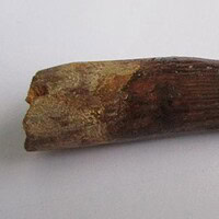 Spinosaurus Tooth