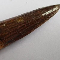 Spinosaurus Tooth