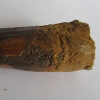 Spinosaurus Tooth