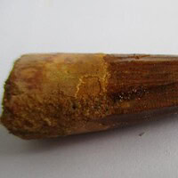 Spinosaurus Tooth