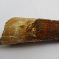 Spinosaurus Tooth