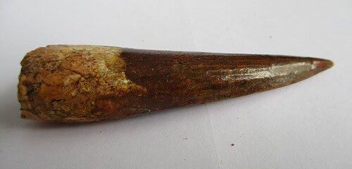 De grootte van deze spinosaurus tand is 8.0 cm. Het fossiel is gevonden in de Kem Kem Hamada, Marokko, en stamt uit het Krijt (145–66 miljoen jaar geleden).