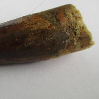 Spinosaurus Tooth