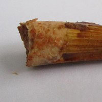 Spinosaurus Tooth