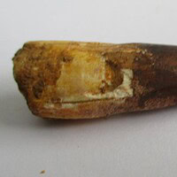 Spinosaurus Tooth
