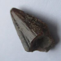De grootte van deze Mahajangasuchus tand is 1 cm. De tand is gevonden in de Marevaeno-formatie, in de provincie Mahajanga, Madagaskar. Het fossiel is tussen de 70 en 65,8 miljoen jaar oud.