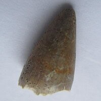 De grootte van deze Mahajangasuchus tand is 1 cm. De tand is gevonden in de Marevaeno-formatie, in de provincie Mahajanga, Madagaskar. Het fossiel is tussen de 70 en 65,8 miljoen jaar oud.