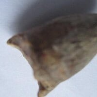 De grootte van deze Mahajangasuchus tand is 1.5 cm. De tand is gevonden in de Marevaeno-formatie, in de provincie Mahajanga, Madagaskar. Het fossiel is tussen de 70 en 65,8 miljoen jaar oud.