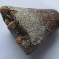De grootte van deze Mahajangasuchus tand is 1.5 cm. De tand is gevonden in de Marevaeno-formatie, in de provincie Mahajanga, Madagaskar. Het fossiel is tussen de 70 en 65,8 miljoen jaar oud.