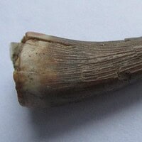 De grootte van deze Mahajangasuchus tand is 1 cm. De tand is gevonden in de Marevaeno-formatie, in de provincie Mahajanga, Madagaskar. Het fossiel is tussen de 70 en 65,8 miljoen jaar oud.