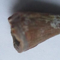 De grootte van deze Mahajangasuchus tand is 1 cm. De tand is gevonden in de Marevaeno-formatie, in de provincie Mahajanga, Madagaskar. Het fossiel is tussen de 70 en 65,8 miljoen jaar oud.