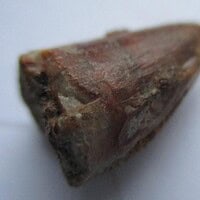 De grootte van deze Mahajangasuchus tand is 1 cm. De tand is gevonden in de Marevaeno-formatie, in de provincie Mahajanga, Madagaskar. Het fossiel is tussen de 70 en 65,8 miljoen jaar oud.
