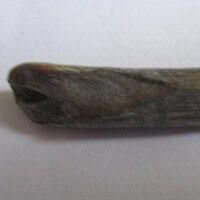 De grootte van deze Pterosauriër tand is 3.0 cm. Het fossiel is gevonden in de Ténéréwoestijn (Elrhaz formation, Nigeria) en komt uit het Krijt (145- 66 miljoen jaar oud).