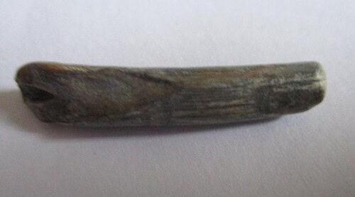 De grootte van deze Pterosauriër tand is 3.0 cm. Het fossiel is gevonden in de Ténéréwoestijn (Elrhaz formation, Nigeria) en komt uit het Krijt (145- 66 miljoen jaar oud).