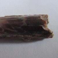 De grootte van deze Pterosauriër tand is 3 cm. Het fossiel is gevonden in de Ténéréwoestijn (Elrhaz formation, Nigeria) en komt uit het Krijt (145- 66 miljoen jaar oud).