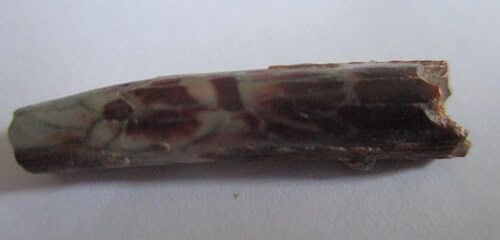 De grootte van deze Pterosauriër tand is 3 cm. Het fossiel is gevonden in de Ténéréwoestijn (Elrhaz formation, Nigeria) en komt uit het Krijt (145- 66 miljoen jaar oud).