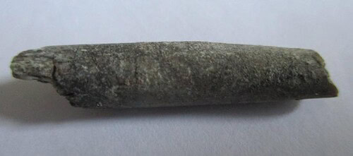 De grootte van deze Pterosauriër tand is 3 cm. Het fossiel is gevonden in de Ténéréwoestijn (Elrhaz formation, Nigeria) en komt uit het Krijt (145- 66 miljoen jaar oud).