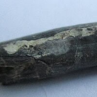 De grootte van deze Pterosauriër tand is 3 cm. Het fossiel is gevonden in de Ténéréwoestijn (Elrhaz formation, Nigeria) en komt uit het Krijt (145- 66 miljoen jaar oud).