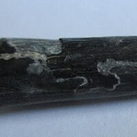 De grootte van deze Pterosauriër tand is 3 cm. Het fossiel is gevonden in de Ténéréwoestijn (Elrhaz formation, Nigeria) en komt uit het Krijt (145- 66 miljoen jaar oud).