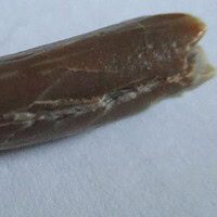 De grootte van deze Pterosauriër tand is 3 cm. Het fossiel is gevonden in de Ténéréwoestijn (Elrhaz formation, Nigeria) en komt uit het Krijt (145- 66 miljoen jaar oud).