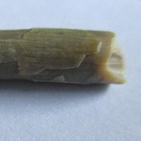 De grootte van deze Pterosauriër tand is 3 cm. Het fossiel is gevonden in de Ténéréwoestijn (Elrhaz formation, Nigeria) en komt uit het Krijt (145- 66 miljoen jaar oud).