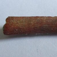 De grootte van deze Pterosauriër tand is 3 cm. Het fossiel is gevonden in de Ténéréwoestijn (Elrhaz formation, Nigeria) en komt uit het Krijt (145- 66 miljoen jaar oud).