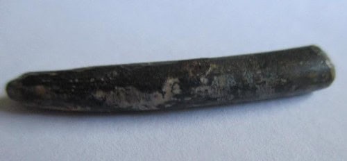 De grootte van deze Pterosauriër tand is 3 cm. Het fossiel is gevonden in de Ténéréwoestijn (Elrhaz formation, Nigeria) en komt uit het Krijt (145- 66 miljoen jaar oud).