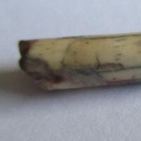 De grootte van deze Pterosauriër tand is 3 cm. Het fossiel is gevonden in de Ténéréwoestijn (Elrhaz formation, Nigeria) en komt uit het Krijt (145- 66 miljoen jaar oud).