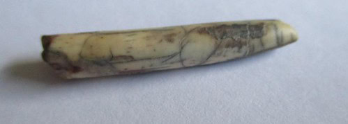 De grootte van deze Pterosauriër tand is 3 cm. Het fossiel is gevonden in de Ténéréwoestijn (Elrhaz formation, Nigeria) en komt uit het Krijt (145- 66 miljoen jaar oud).